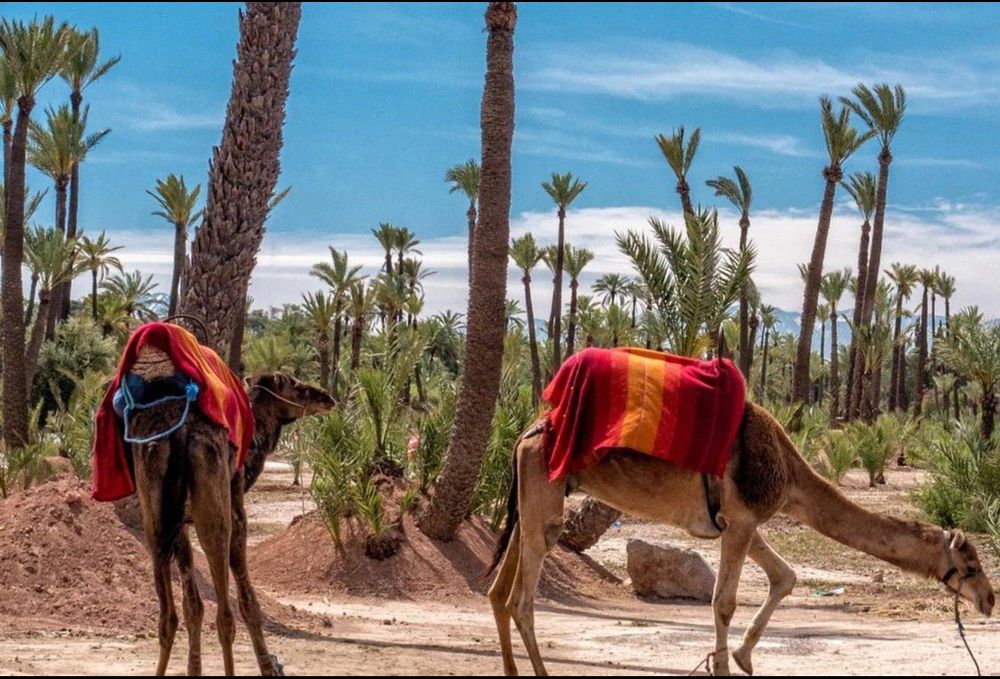 excursion marrakech