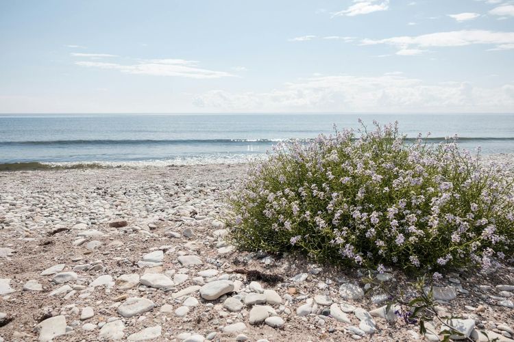 Pebble-covered beach with lush coastal flowers under a clear sky and calm sea.