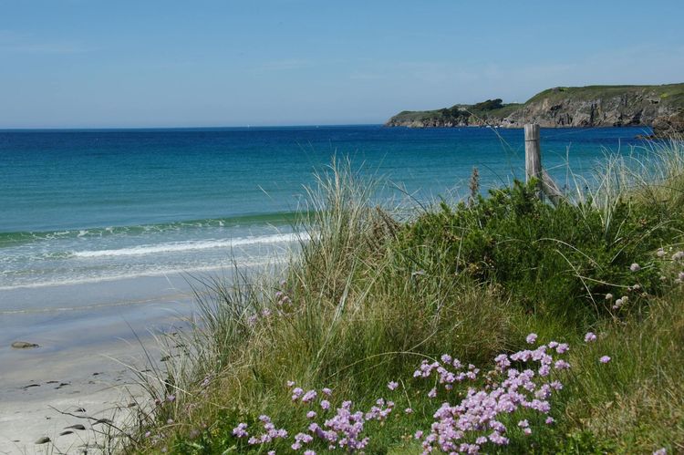 A serene view of a sandy beach in Brittany, France with coastal flowers and clear blue sea.