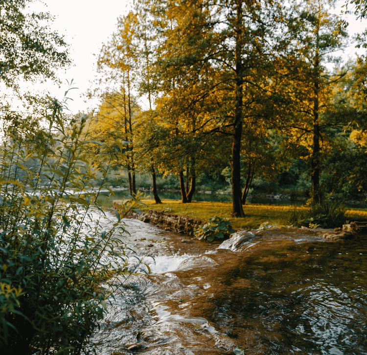Serene autumn landscape with golden trees by a tranquil river under warm afternoon light.