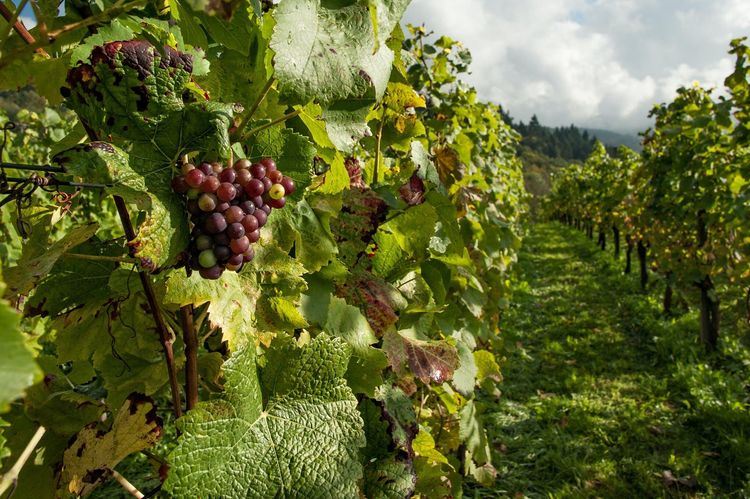 Visite d’un vignoble dans la Vallée d'Itria