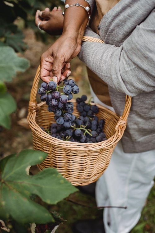 Visite d’un vignoble dans la Vallée d'Itria