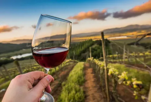  Découverte de la région de Chianti et de ses vins!