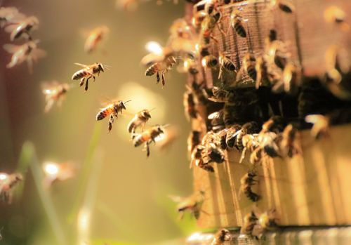 Mission Sauvegarde des Abeilles