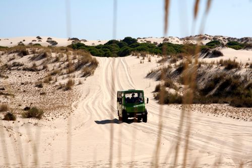 Excursion dans le parc national Doñana