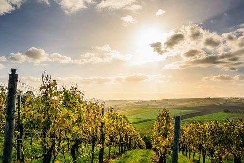 Visite d’un vignoble dans la Vallée d'Itria